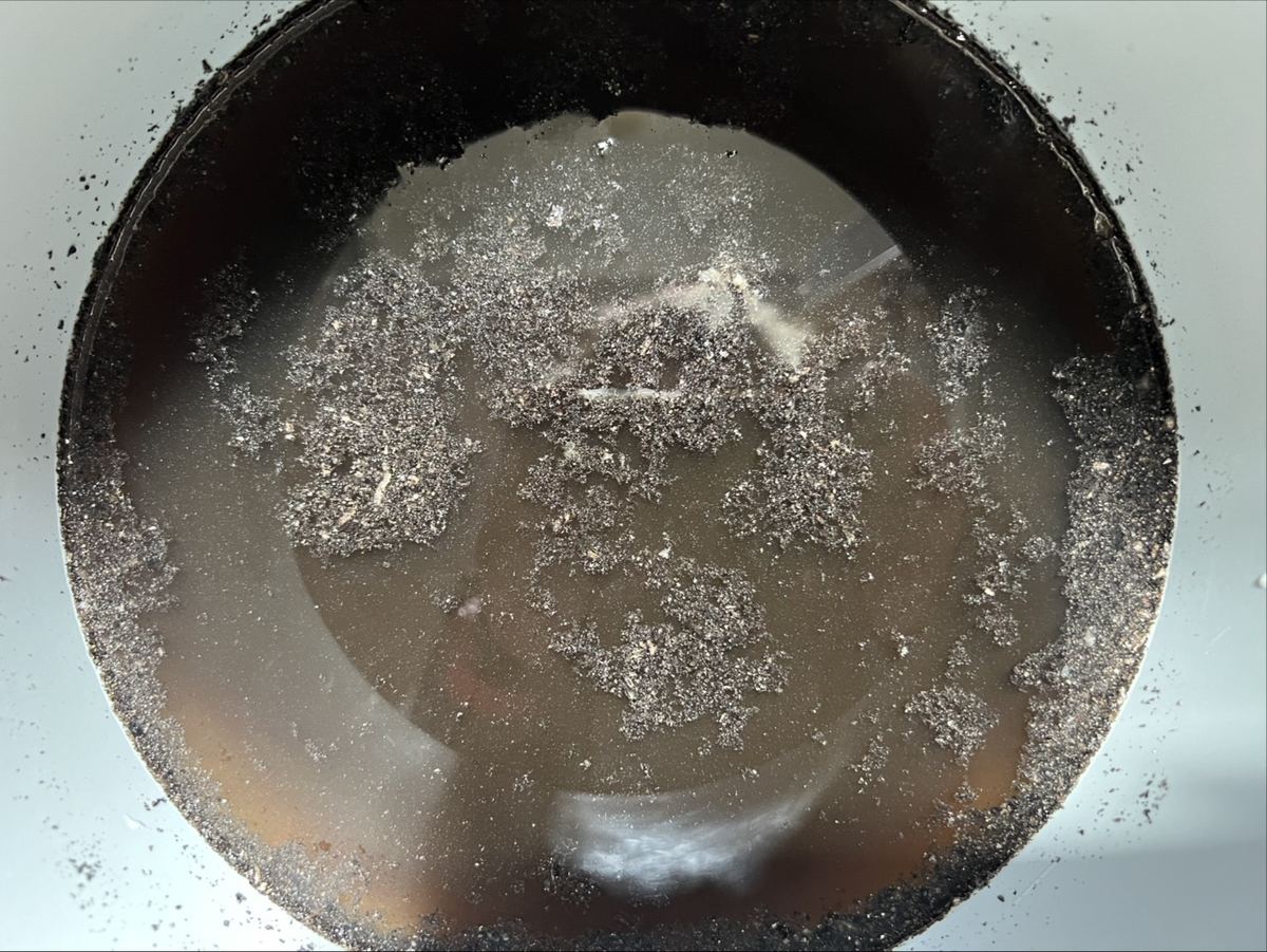 エアコン洗浄後にバケツにたまった汚水